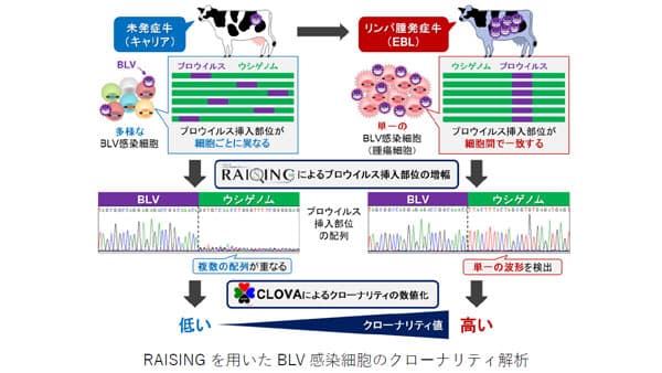 牛のリンパ腫発症を予測するがん検診技術を開発　北大、ファスマックなど4者