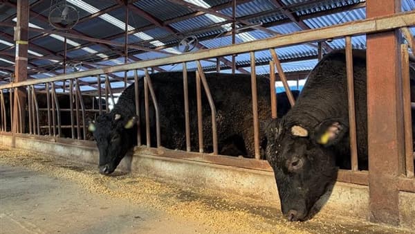 黒毛和牛へのメタン削減資材「ボベアー」敷島ファーム、dsm-firmenichと給与実証　兼松