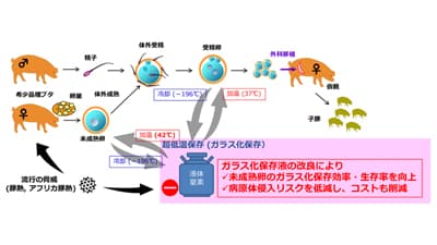 ガラス化保存法の改良でブタ卵子発生率が2倍以上に　農研機構