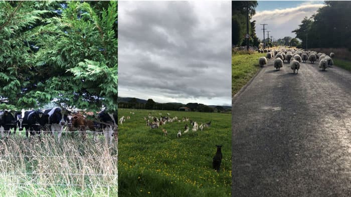 ニュージーランド北海道酪農協力プロジェクト「放牧酪農WEBセミナー」実施　ファームエイジ