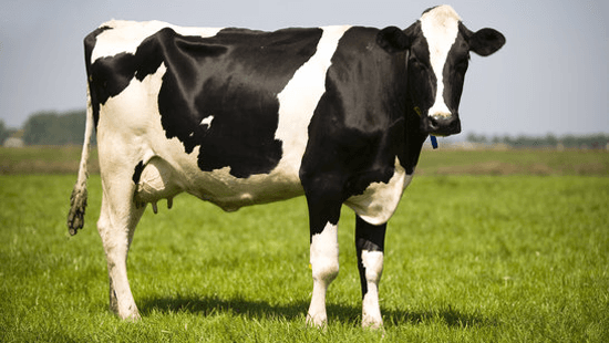 土壌微生物技術で牛のゲップ中メタンガス80％削減　補助飼料「Cowtrol」開発　TAIGA