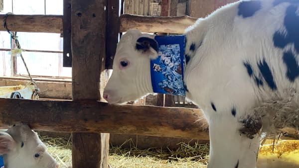 仔牛の熱中症対策に「USIMO」の接触冷感ネッククーラー　淡路家畜市場に登場