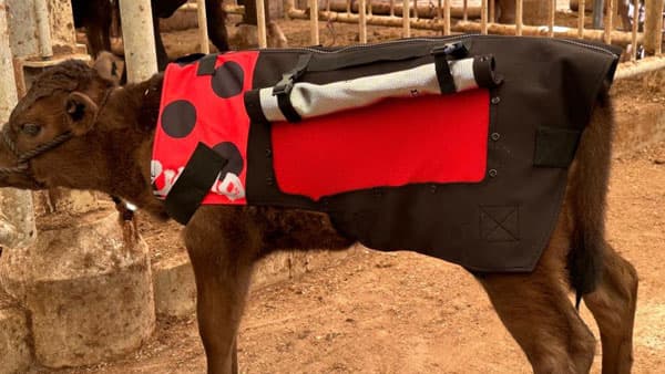 仔牛専用防寒コート「USIMO」最新モデル　24日に広島で展示　オオツキ