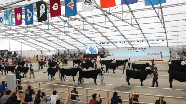 地元鹿児島が6区で優等賞1席　日本一の産地印象づける　全国和牛能力共進会