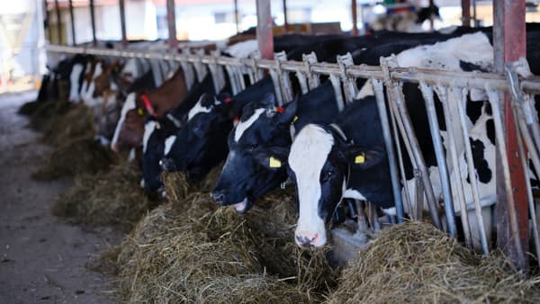 酪農業の倒産・廃業、3年連続で増加　4割が「赤字」帝国データバンク