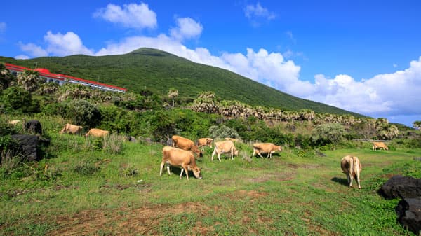 離島の乳牛を救うデジタル診療　八丈島「ゆーゆー牧場」で遠隔診療の実証実施
