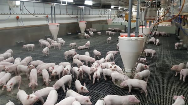 家畜の死亡リスク回避する「畜産ファーモ」開発　畜産分野に事業を拡大　ファーモ