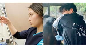 「和牛受精卵」移植のノースブル　第三者割当増資で累計1.5億円を調達