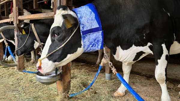 牛の熱中症対策に「USIMO」の新接触冷感ネッククーラー　島根中央家畜市場に登場