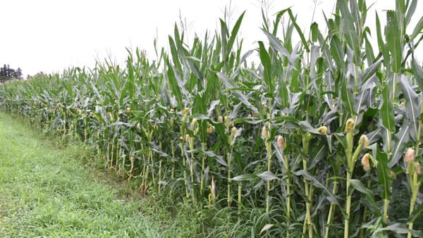 【酪肉近見直し】地域計画に「飼料」位置づけを　輸入飼料8割依存からの脱却は可能か？