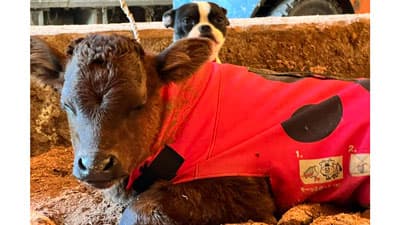 牛の防寒コート「USIMO」最新モデル発売　畜産農家の暖房費対策の切り札に　オオツキ
