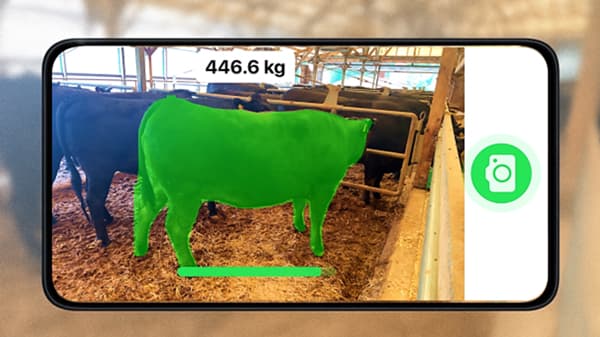スマホを向けるだけ　日本初「牛の体重推定」アプリを開発　丸紅