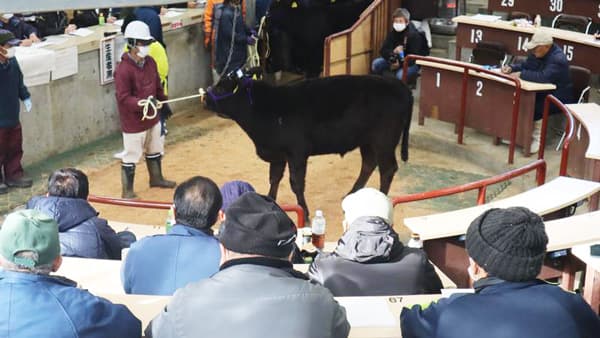 大分の家畜市場で子牛の初セリ式　前年より平均単価アップ　ＪＡ大分