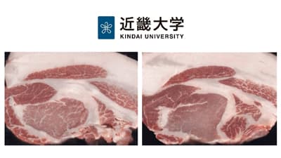 三元豚を効果的に「霜降り豚肉」へ　飼養技術を開発　国産豚肉の国際競争力アップへ　近畿大学