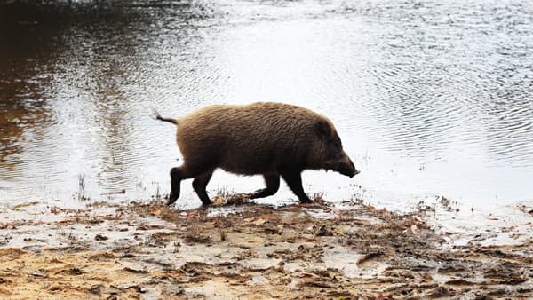 宮崎県で野生イノシシの豚熱確認