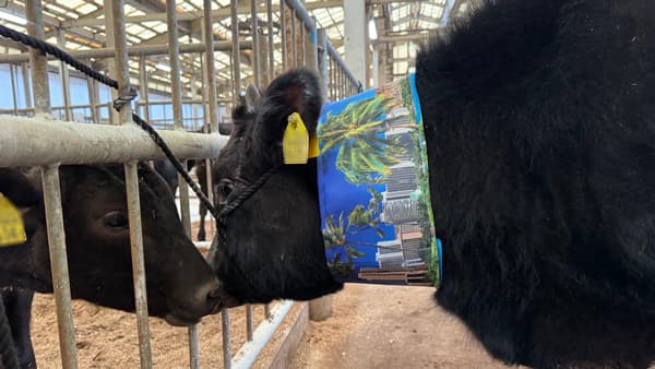 牛の熱中症対策に「USIMO」新接触冷感ネッククーラー　島根隠岐市場に登場