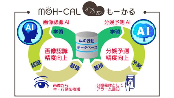独自の分娩予測AIを開発　牛の行動監視支援システム「もーかる」に搭載