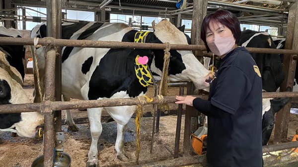 仔牛の熱中症対策「USIMO」接触冷感ネッククーラー　鳥取県中央家畜市場で体験会