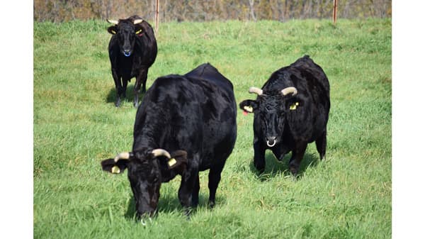 【酪肉近見直し】需給緩和で肉牛増頭抑制　繁殖「後継者なし」7割、経営基盤維持に課題