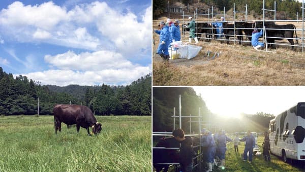 「帰還困難区域の牛たち～被ばく牛と生きる」公開シンポジウム開催