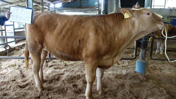 環境に配慮した「エシカル和牛・くまもとあか牛」国内外出荷を開始　慶應義塾