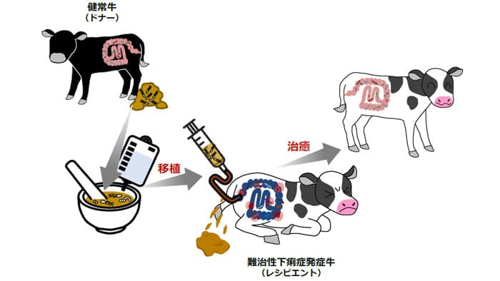 腸内微生物叢改善による子牛の難治性下痢症を改善　東北大学大学院・千葉県農業共済組合