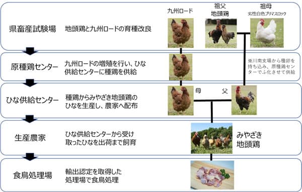 発育性向上遺伝子型を持つ改良型「みやざき地頭鶏じとっこ」本格販売開始　農研機構