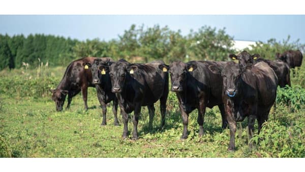 希少和牛「無角和種」未来につなぐ名産地化を推進　山口県阿武町