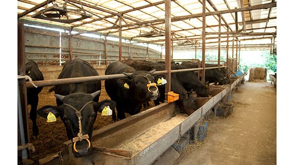 配合飼料価格　１トンあたり5500円値上げ　３期連続値上げ－ＪＡ全農