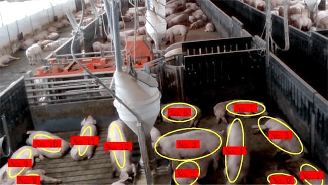 養豚作業のアグリテック化へ実証実験　コーンテックと共同ファーム