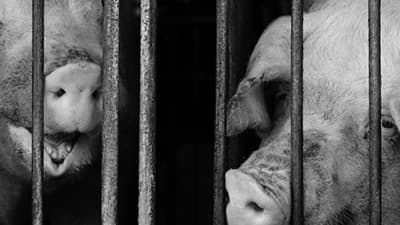 北関東で豚盗難事件多発　防犯対策強化を呼びかけ　日本養豚協会