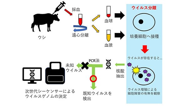 与那国島で新ウイルスを発見
