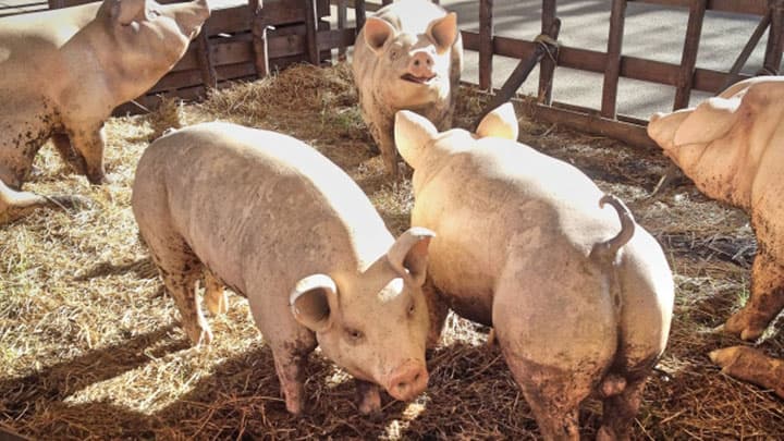 豚繁殖・呼吸障害症候群「インゲルバック PRRS生ワクチン」適応拡大承認