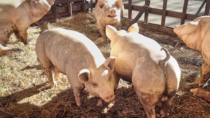 持続可能な養豚産業の発展へ「PRRSアワード2020」受賞業績発表