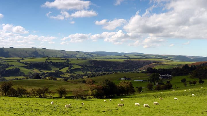 「赤身肉のシャンパン」ウエールズ産ラム肉の冷凍が日本上陸
