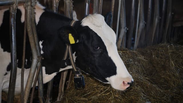 牛用スマート首輪タグの市場規模　2027年に5億1380万米ドル到達予測