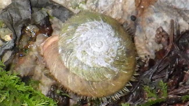 畜産の重要寄生虫　野外で初めてカタツムリから幼虫を発見　岐阜大学など発表