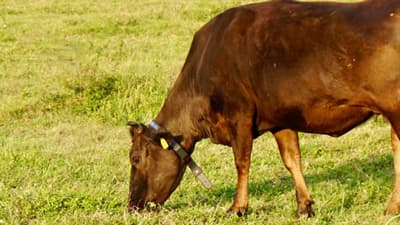 放牧牛を担保に動産担保融資　AIモニタリングシステムの有効性を検証　東工大など共同チーム