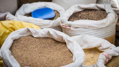 動物飼料の市場規模　2026年までに3377億ドルに到達　CAGR4.7%で成長予測