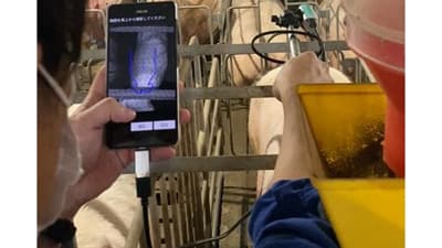 母豚の撮影だけ　繁殖に最適な増体管理の新システム販売　NTTテクノクロス