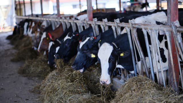 酪農DXを推進する新サービス「Farmnote Compass」提供開始　ファームノート