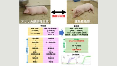 豚熱とアフリカ豚熱の同時診断が可能　新遺伝子検査法を開発　農研機構×タカラバイオ