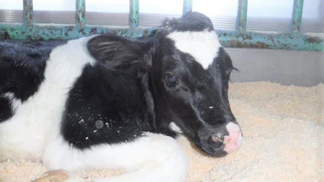 11月12日誕生の「赤ちゃん子牛」名前を募集中　東京都農林水産振興財団