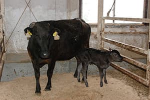 和牛受精卵 農家採卵で増産へ　繁殖農家の新たなビジネスモデルに