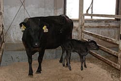 採卵事業で 和牛と酪農の生産基盤を強化