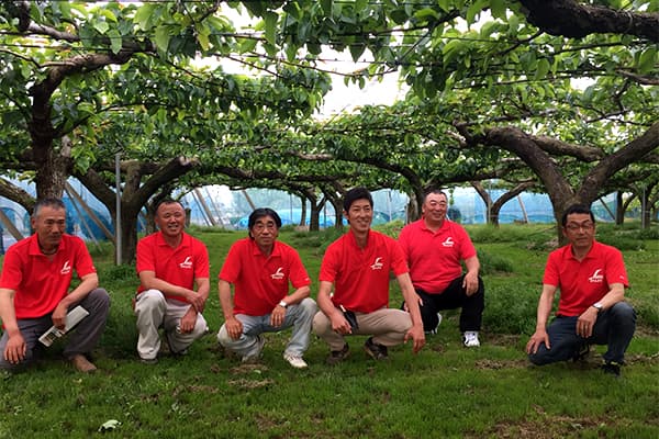 【ＪＡの農産物輸出】ＪＡ常総ひかり　ベトナムへ梨100トンで所得向上を実現