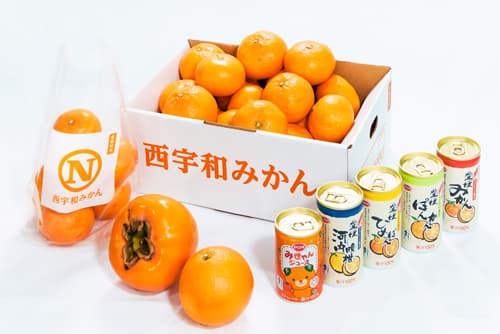 「お歳暮用のスペシャルな西宇和みかん箱」ライブコマースで販売　ＪＡにしうわ