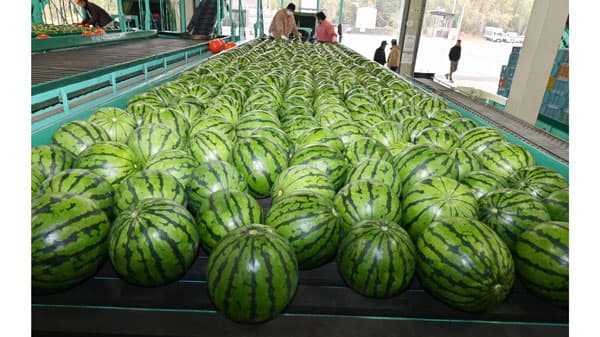 春の大玉スイカ出荷本格化　ＪＡ鹿本