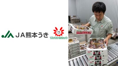 イチジクの出荷続く　ＪＡ熊本うき