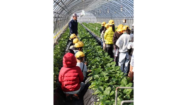 イチゴハウス見学会で小学生が食農体験　ＪＡおやま